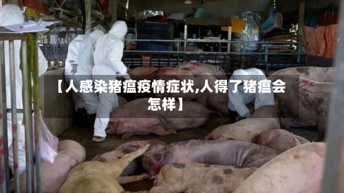 【人感染猪瘟疫情症状,人得了猪瘟会怎样】-第2张图片