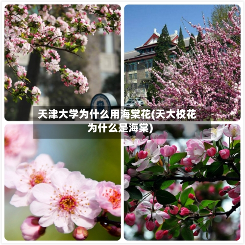天津大学为什么用海棠花(天大校花为什么是海棠)